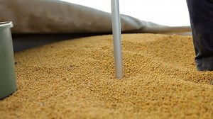 Employee of factory using special device for taking grain sample and further analysis. Worker rotating probe tube to get exemplar of all layers of kernels for precise testing.