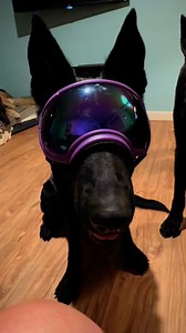 I was second guessing the large rex specs being the appropriate fit so I ordered a medium to try..: and I think she’s pooping in my shoes for this either way 😂 what say you? Purple are large, red are medium | Ten Shakes of Grace