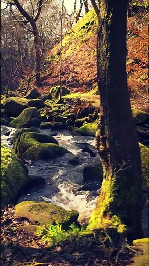 Relaxing Woodland Walk : Padley Gorge in the Peak District
