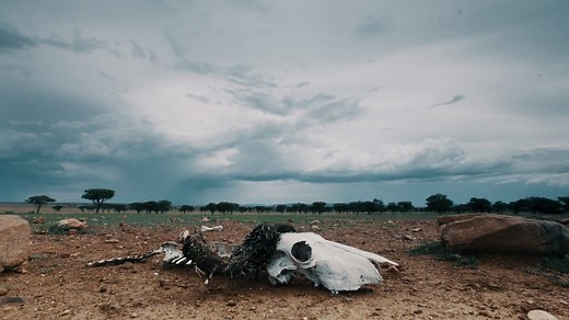 Our conservation partner in Tanzania, the Grumeti Fund, works tirelessly towards the conservation of the Serengeti ecosystem, its natural landscape and its wildlife. It’s all about active conservation management, collaboration with local communities, technological innovation and the deployment of hands-on conservation with law-enforcement professionals. With all these elements in place, tangible change and sustainable results are achieved. | Singita