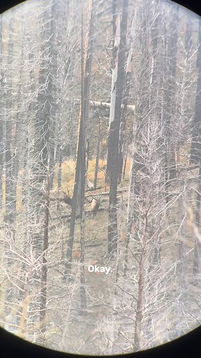 Severe down hill angle and possibly elevation the gun hit high. In the heat of the moment, we were able to walk it to the bull and fortunately was able to connect. Not ideal, but it’s how it goes sometimes. Nothings ever perfect when hunting and when all it comes together like this hunt did, it makes for some exiting action and that’s just what I love-action. #blessed #elk #newmexico #hushin #shedcrazy #guidelife #ollin | Andres Martinez