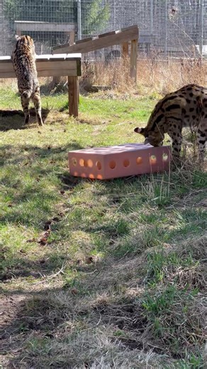 108K views · 736 reactions |  Happy Cinco de Mayo! Does puzzle feeder full of treats count as a piñata? Serval Scarlet thinks so . | Wildcat Sanctuary | Facebook