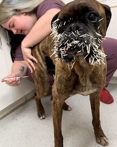 This dog won't stop picking fights with porcupines 🐕🥲 | Furry Tails