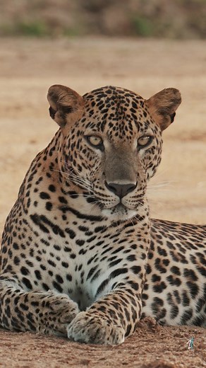 Discover Sri Lanka's Diverse Wildlife and Stunning Leopards