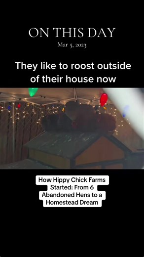 #onthisday Hippy Chick Farms began with a simple act of compassion. What started as rescuing six abandoned hens quickly turned into something much bigger than we ever expected. Those six girls needed a safe place, good food, and someone willing to care for them — and we stepped in. Before long, caring for them sparked a deeper love for raising chickens, growing food, and creating a small homestead. What began with just a few rescued hens slowly grew into a flock, a garden full of fresh herbs and