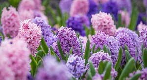 Il n’est pas trop tard pour planter les bulbes de jacinthe ! Voici comment faire