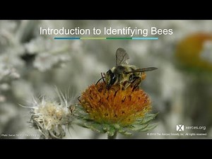 Xerces Classroom: North American Bee Diversity and Identification