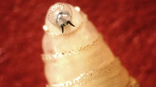 First human case of screwworm parasite found in U.S. in person who traveled to El Salvador