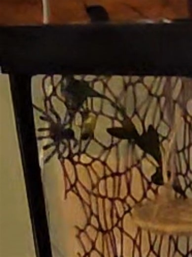 Natalia the Tarantula: Mastering Her Tank