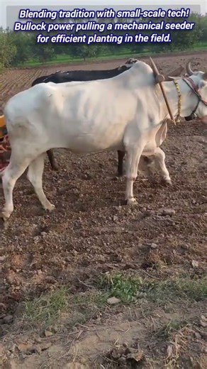 Traditional Farming: Oxen and Seeder Prepare the Field.