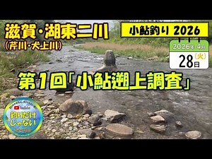 [Small Ayu Fishing 2026] First "Small Ayu Upstream Migration Survey," Shiga Prefecture, Lake Biwa...