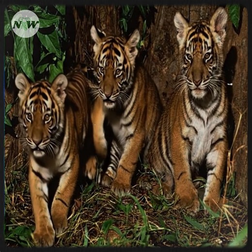 22K views · 2.7K reactions | The Family Bonds of Tigers: Nature's Majestic Guardians—[Full story in cᴑmments] | Nature and Wildlife TV | Facebook