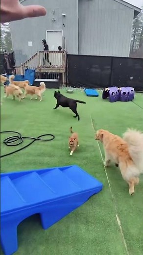 🔥 Elite K9 Agility Training in Action | Incredible Dog Skills 🐕 #dogtraining #pettraining #doglife