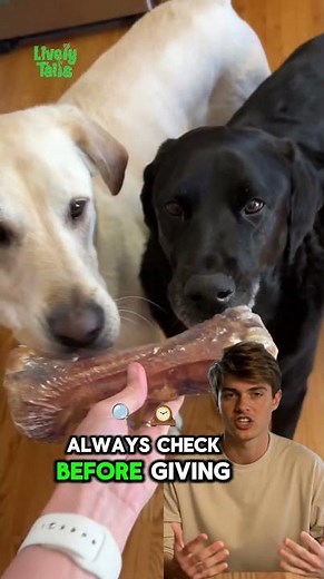 Common Foods That Are Unsafe for Dogs | Dog Safety Tips Every Pet Parent Should Know