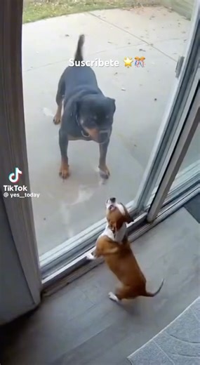 THE ADVANTAGE #foryou #feedshorts #humor #imitating #dog #droopy #spike #retro voices @yes_today