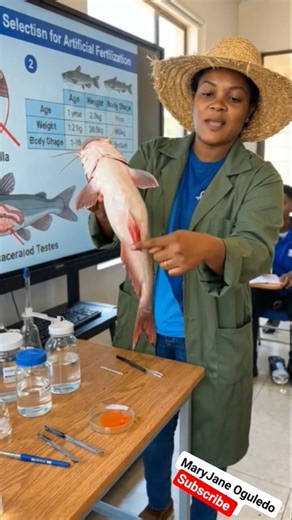 Male Catfish Identification & Selection for Artificial Fertilization✍😱😱