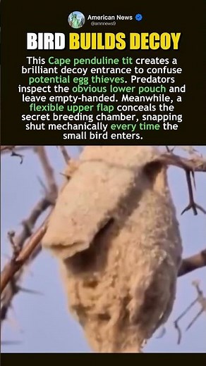 CAPE PENDULINE TIT EVOLUTIONARY NEST STRATEGY