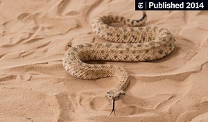 Secrets of the Sidewinder