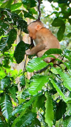 3.6K views · 93 reactions | Pity baby samll monkey cry loud alone | Lily BB Monkey | Facebook