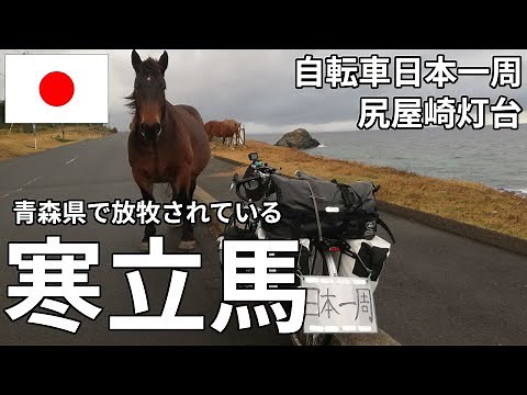 【野生の馬!?】青森県の尻屋崎で寒立馬と触れ合ってきました！！！【自転車日本一周】