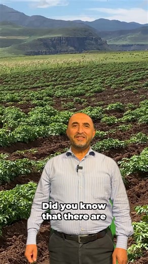 Potatoes are a symbol of tradition, nutrition & resilience. In some countries they are uniquely tied to the geography and culture. See how FAO helps countries unleash potatoes’ potential to boost nutrition & build more resilient rural livelihoods. #InternationalDayOfPotato | Food and Agriculture Organization of the United Nations (FAO)