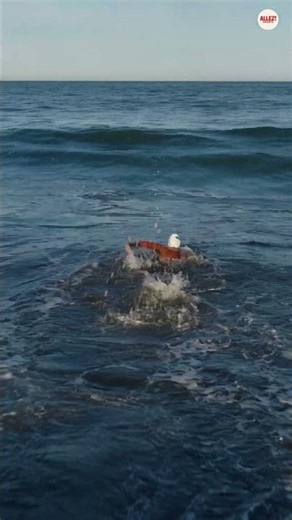 The 900-Mile Swim No One Has Ever Attempted 🌊 | A World-First Officially Begins