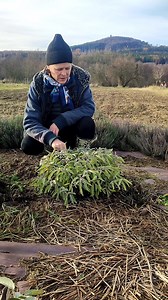 👉Šalvěj lékařskou z pod Blaníka a všechny naše bylinky najdete na www.herbaroja.cz 🌱Šalvěj lékařská má posilující účinky na celý organismus. Čaj ze šalvěje je doporučovaný při zánětech mandlí, bolestech v krku, hnisání zubů, zánětech hrtanu a ústní dutiny. Je vhodná i jako koření. Preventivně působí proti mrtvici, pomáhá při obrně a nemocem míchy. Výluh z šalvěje je vhodný na vlasy i pleť. 🌱Šalvěj lékařská podporuje: 👉Normální hladinu glukózy v krvi 👉Vylučování - pročištění 👉Normální činno