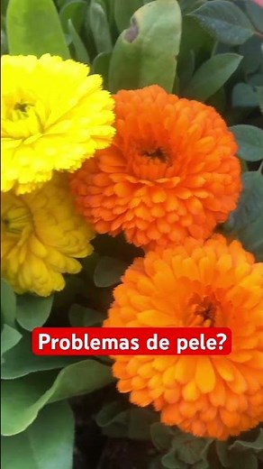 Calendula officinalis