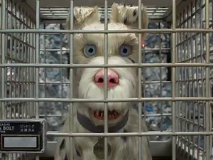 you say Isle of Dogs, we hear I Love Dogs Wes Anderson’s #IsleofDogs is now playing in select theaters, and expanding in more theaters weekly. | ISLE OF DOGS