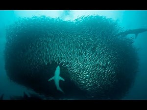 Wild Giant Predators - Millions of Sardines (Nat Geo Wild)