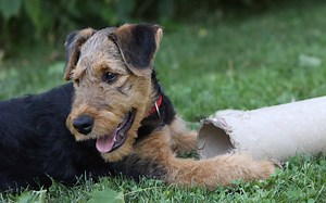How Smart Are Airedale Terriers? Everything We Know About Their Intelligence