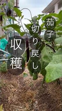 [Eggplant Cut-Back Harvesting and Rejuvenation Pruning] #EggplantCultivation
