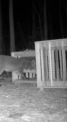 Fox Caught on Camera! Night Vision Gray Fox Trap Capture