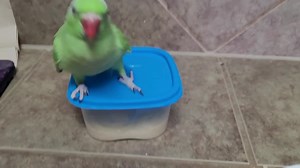 249K views · 10K reactions | New experiences for the littles. From trying new foods, bathing, using playstands and flying. They seem to enjoy all the afternoon fresh chop. The morning chop they will eat everything but the peas. So far they have tried quinoa, brown rice, broccoli, cauliflower, sweet potatoes, corn, peas, yellow squash, steamed carrots, blueberries, mini peppers (red/yellow/orange), sugar snap peas, watermelon, gala apples and zucchini. | Chatterbox Parrots | Facebook