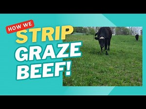 Strip Grazing Cattle for Maximum Pasture Utilization | Daily Moves for Healthier Land & Beef