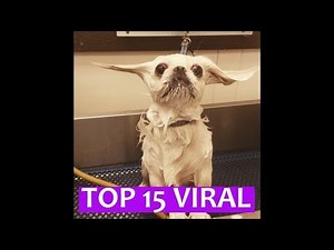 Top 15 viral videos of dogs at bathtime - funny dog bathing compilation