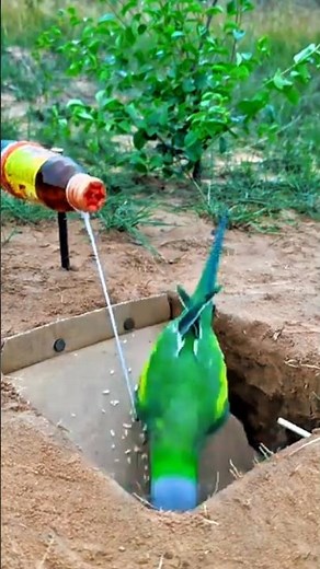 Easy Cardboard Bird Feeder DIY | Simple Homemade Bird Feeder #birds #animaltrap #trap #survival