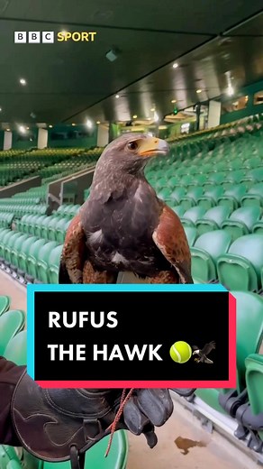 Rufus the Hawk: Wimbledon’s Iconic Protector