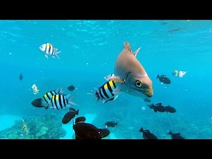Swimming With The Hawaiian Fishes - Diving Kealakekua Bay Captain Cook Monument, Hawaii