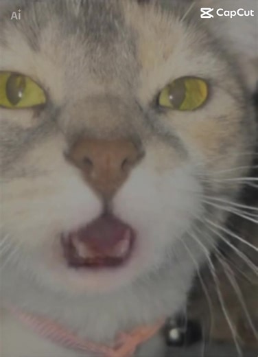 The Effects of Catnip on Cats