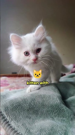 Top Female Kitten Names with Beautiful Meanings ✨