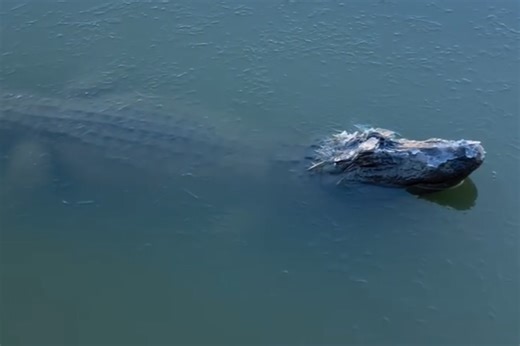 Texas alligators found frozen again as new cold front nears