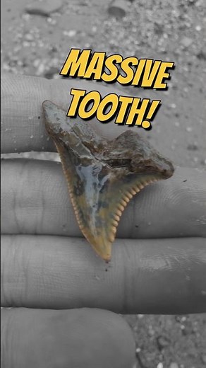 We Found Fossils EVERYWHERE on the Beach!