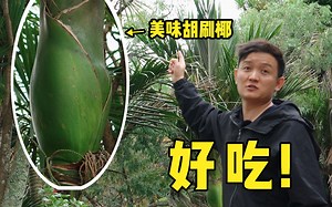 【水果猎人】鉴定新西兰公园的热门植物。折扇芦荟、龙舌百合、包菜树……