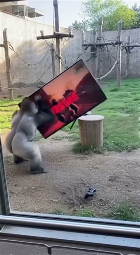 Gorilla Destroys Entire Zoo 🦍💥 | Real Security Camera Footage #gorilla #destruction