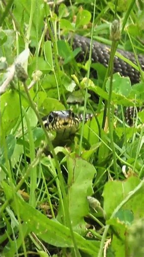 snake doing snake things, probably digesting a frog or smth #shorts #fy #nature