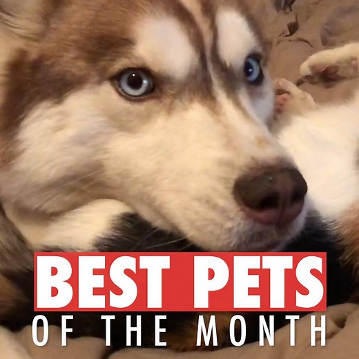 1.1M views · 6.5K reactions | Best pets of the week! ❤️ | The Pet Collective | Facebook
