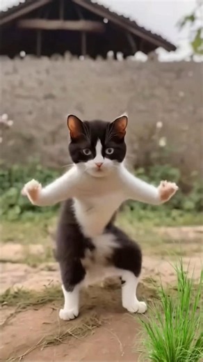 رقص القطط مضحك | القطة المضحكه | قطة كيوت | قطة ترقص | كوميدي رقص القطة #cats #cute #赤#vlog