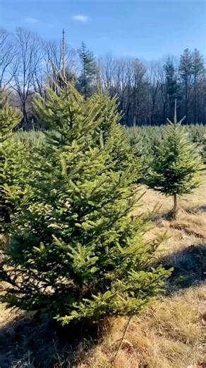 ✨ Cut Your Own Christmas Tree at Taproot Tree Farm! 🌲 @taproottreefarm . Looking for a magical holiday tradition? Taproot Tree Farm is the perfect family adventure. We visited this weekend and had the best time wandering through rows of beautiful evergreens to find our perfect tree! . The farm offers a great selection of sizes and types, plus handmade wreaths and festive arrangements. Just grab a handsaw, cut your tree, and the friendly team will net it and help secure it to your car—super easy