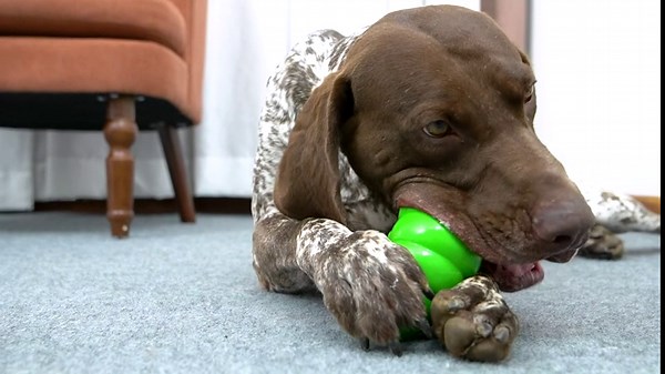 Dog Toys for Aggressive Chewers, Durable Dog Chew Toys for Large Medium Breed Dog Indestructible Squeaky Puppy Teeth-Cleaning Rubber Bug Super Chewer Dog Toys Tought Non-Toxic Dog Gifts